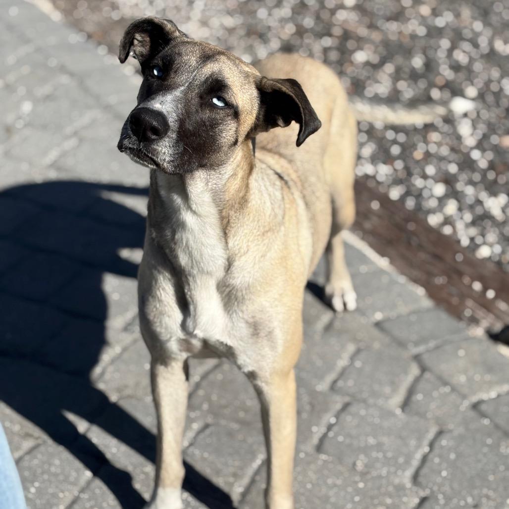 JAZZY, a Adoptable Husky in Wellington, FL image 4/6