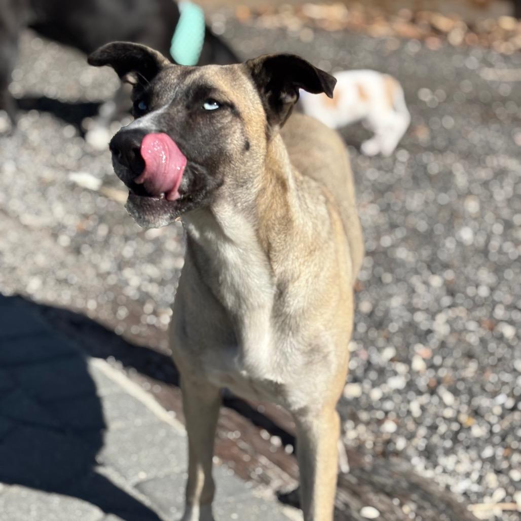 JAZZY, a Adoptable Husky in Wellington, FL image 5/6