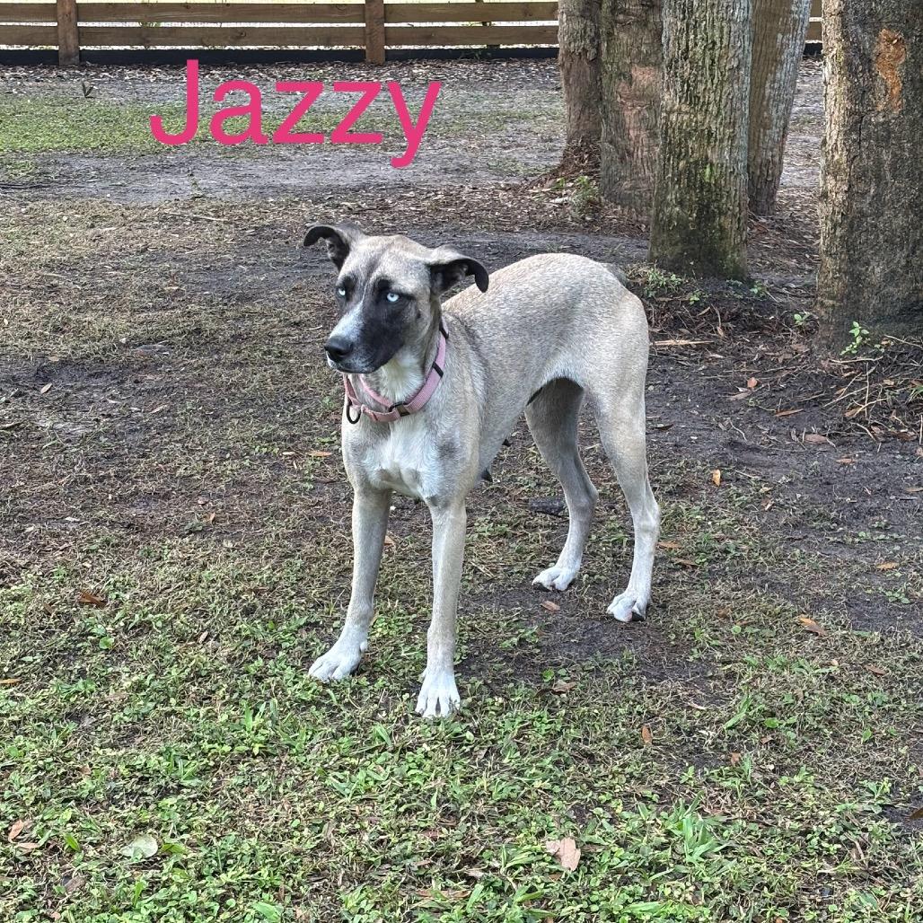 Enlarge JAZZY, a Adoptable Husky in Wellington, FL image 6/6