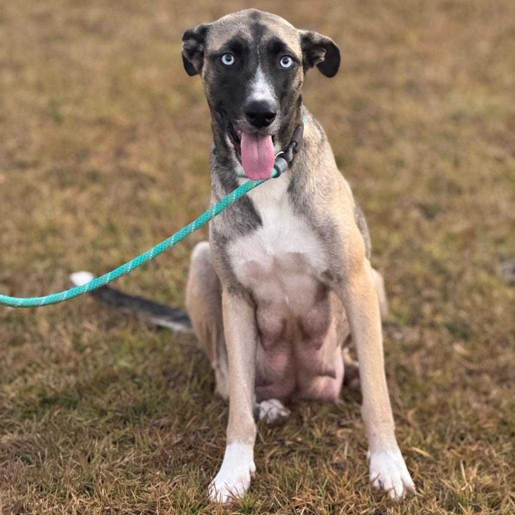 Enlarge JAZZY, a Adoptable Husky in Wellington, FL image 2/2
