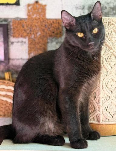 Baguerra- PSP, Adopted, Adult Male Domestic Short Hair.