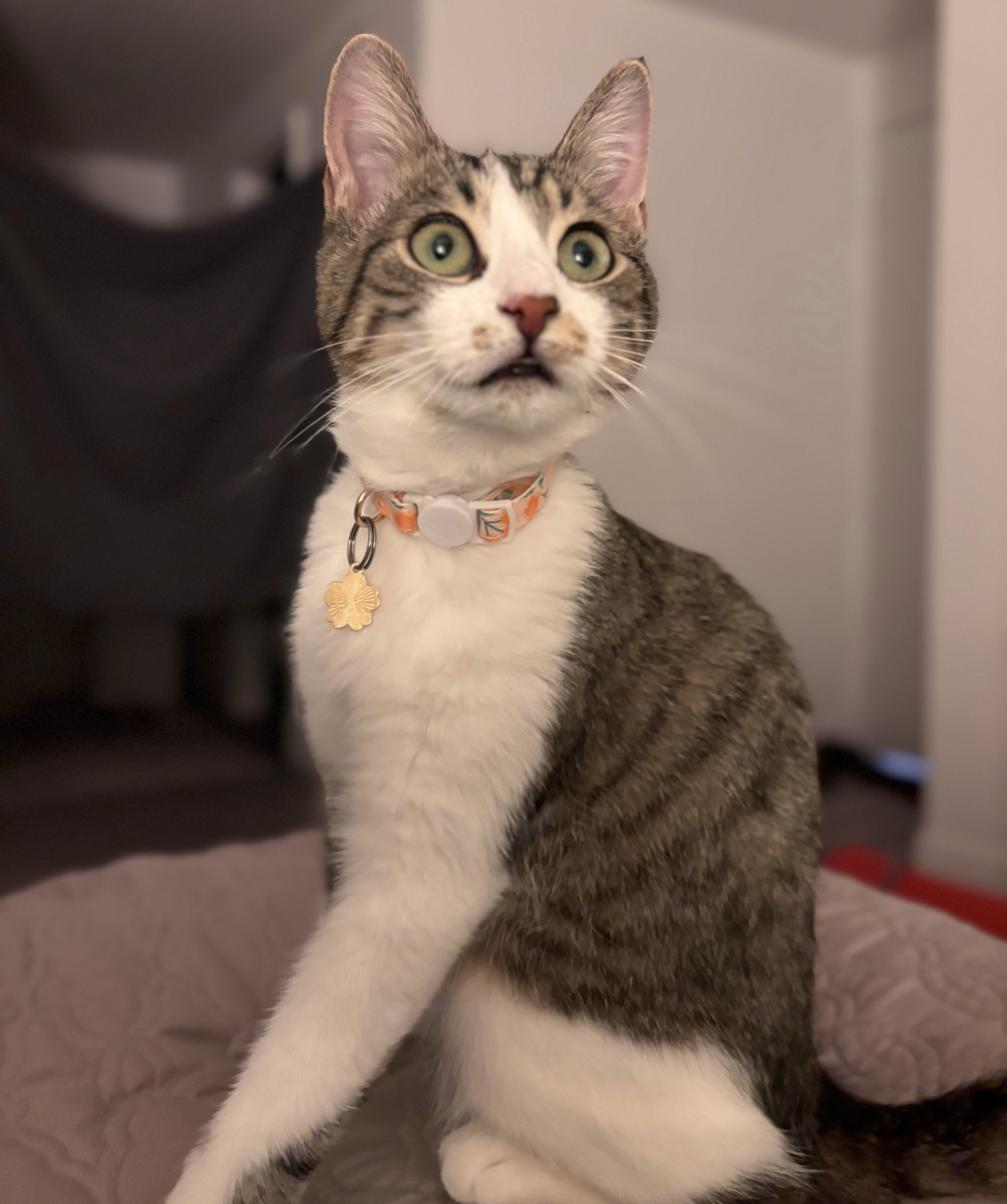 MIA