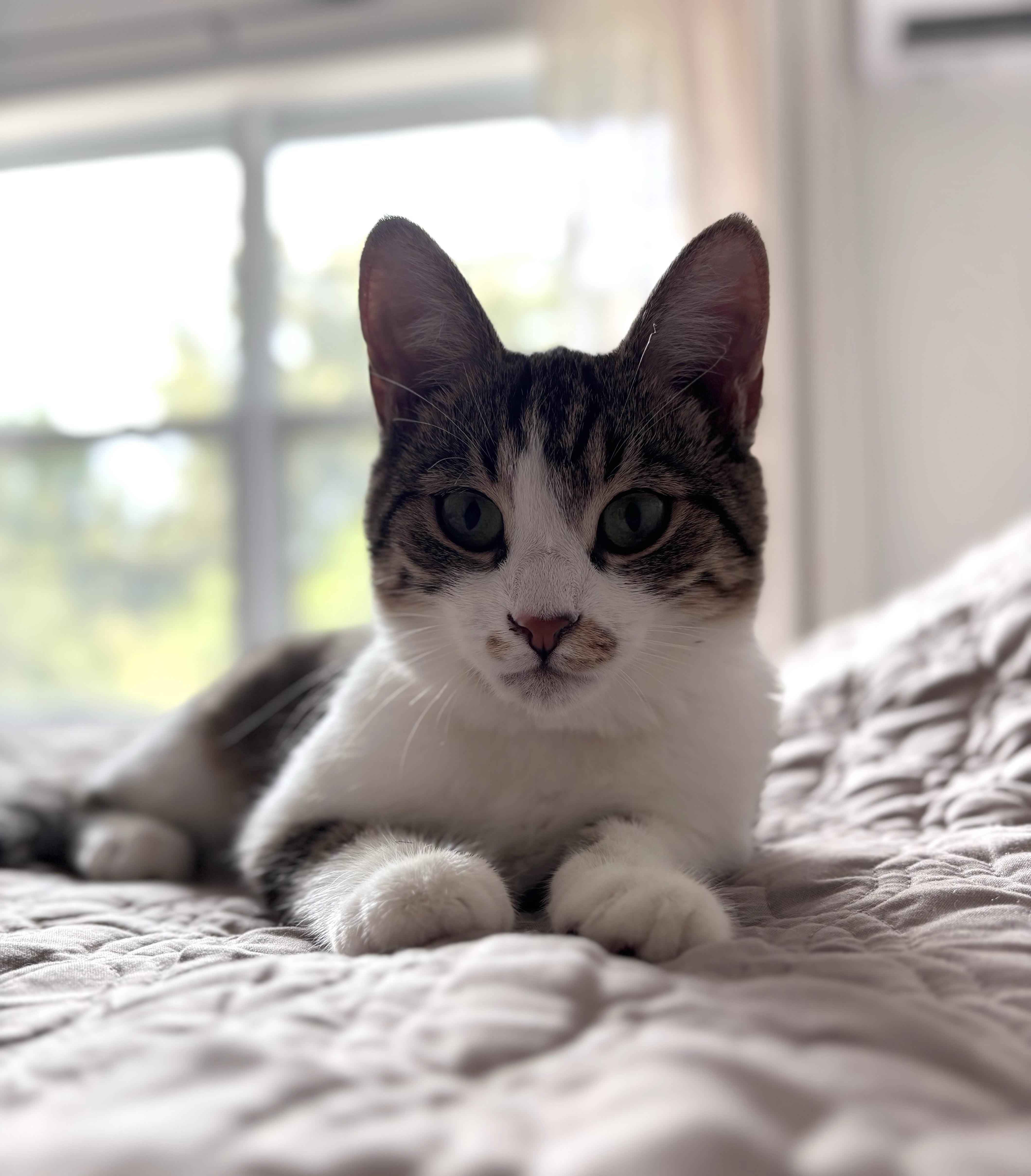 MIA