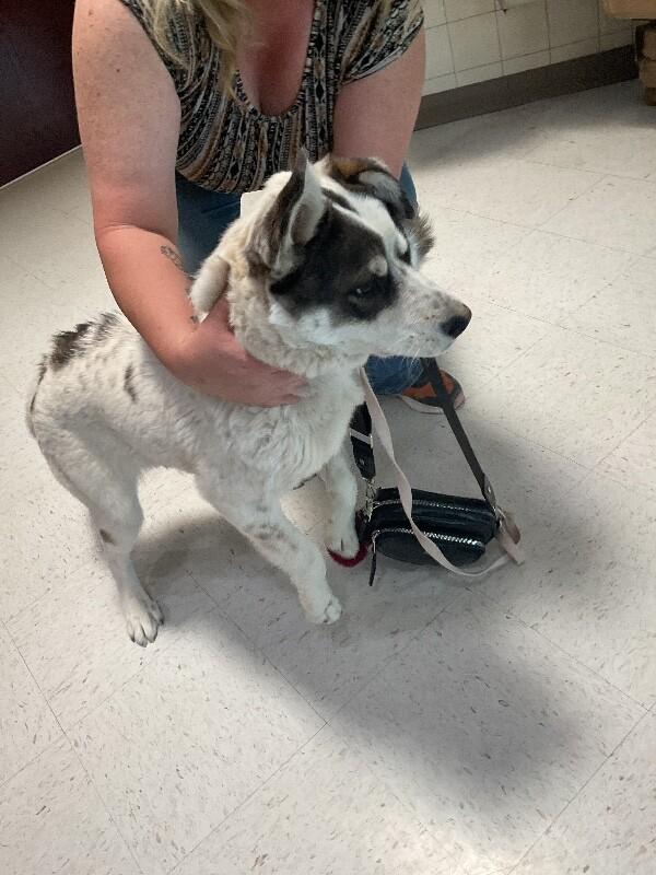 Enlarge Bubble, a Adoptable Mixed Breed in Hobbs, NM image 1/1