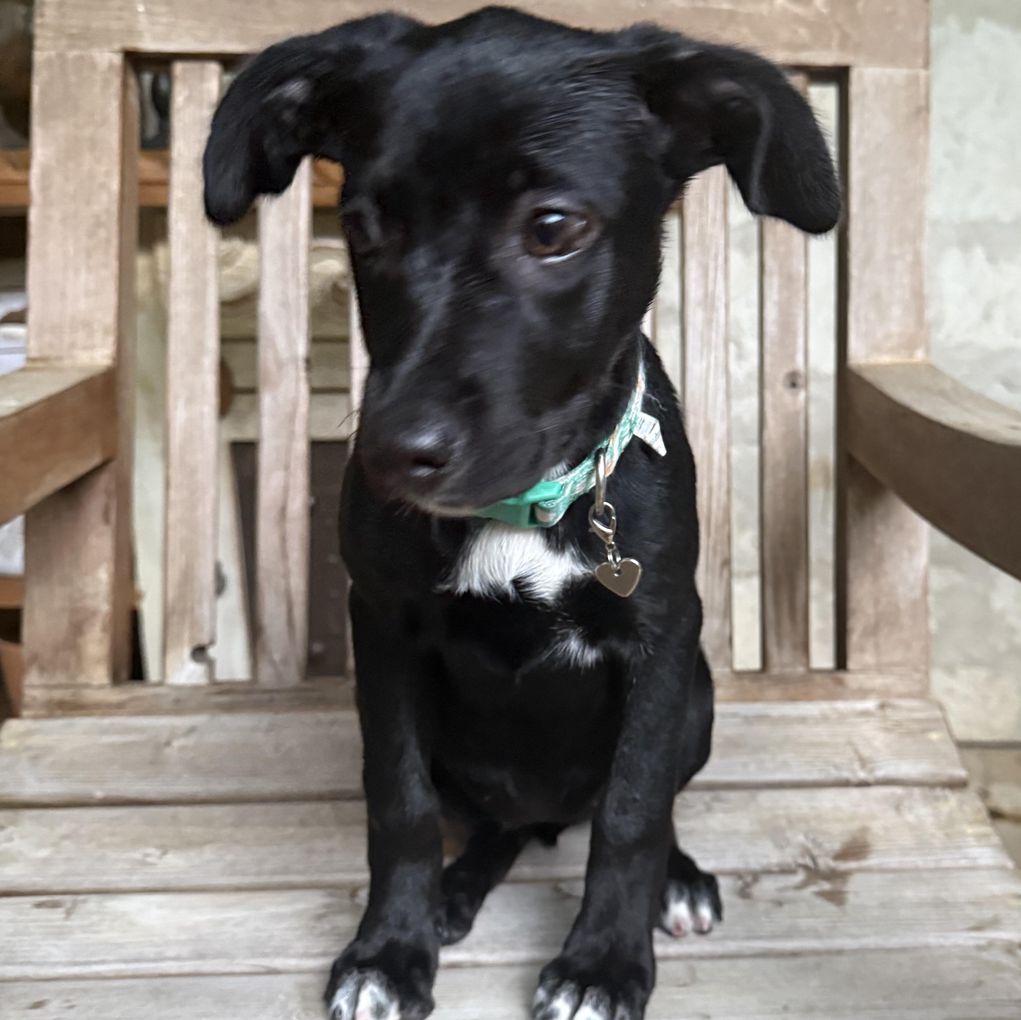 Enlarge Tootie, a Adoptable mixed breed in Falls Church, VA image 3/6