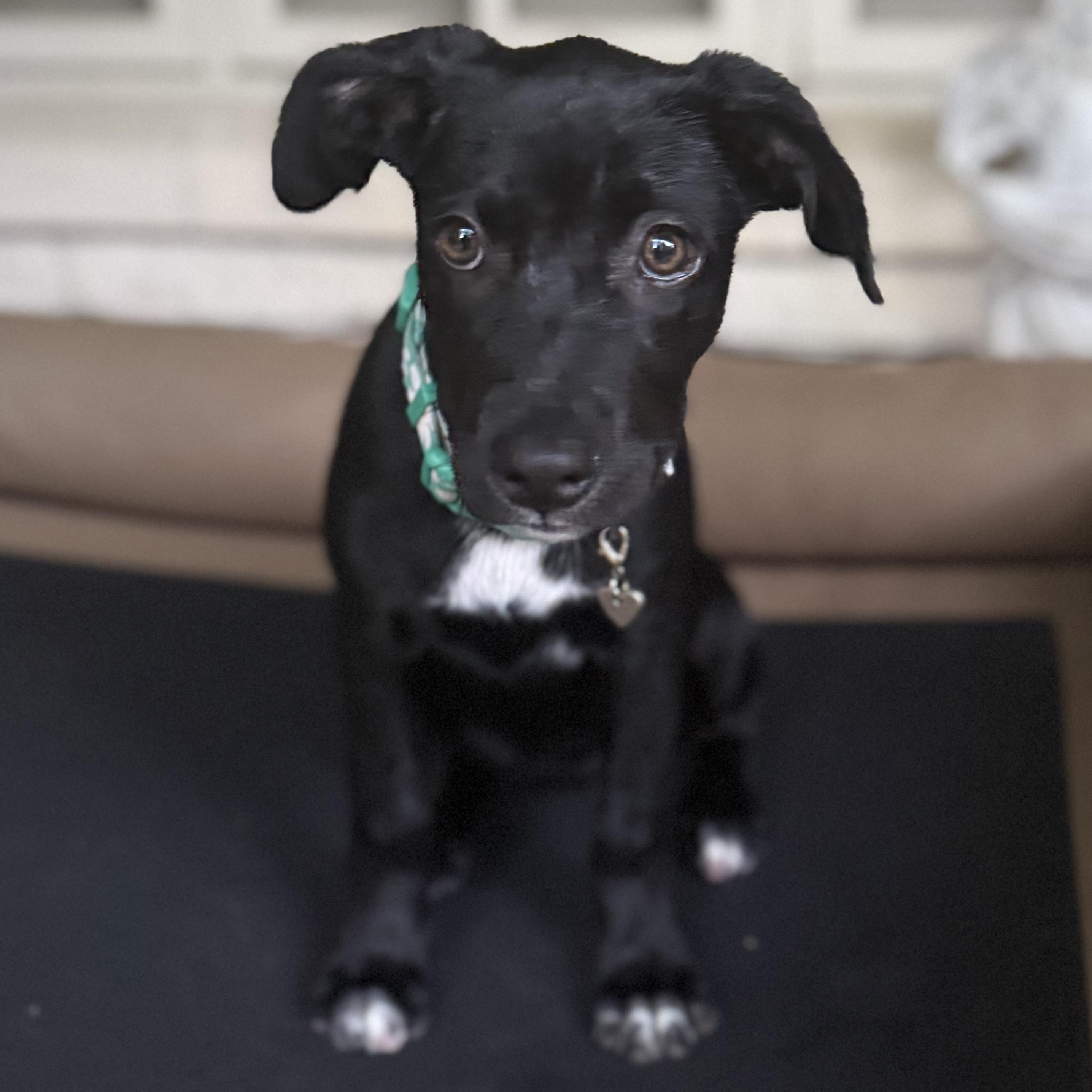Enlarge Tootie, a Adoptable mixed breed in Falls Church, VA image 5/6