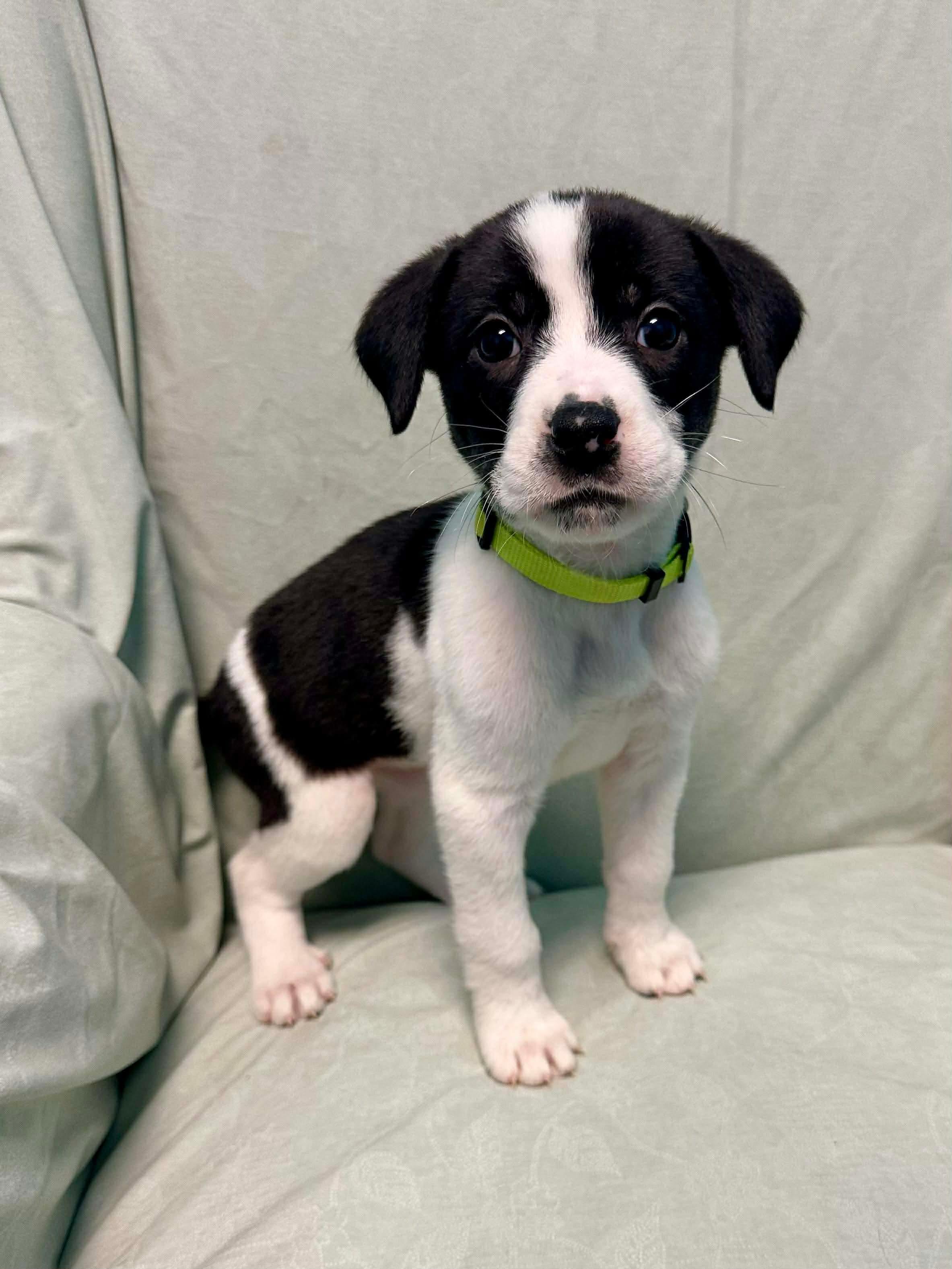 Thelma , Adoptable, Puppy Female Saint Bernard.
