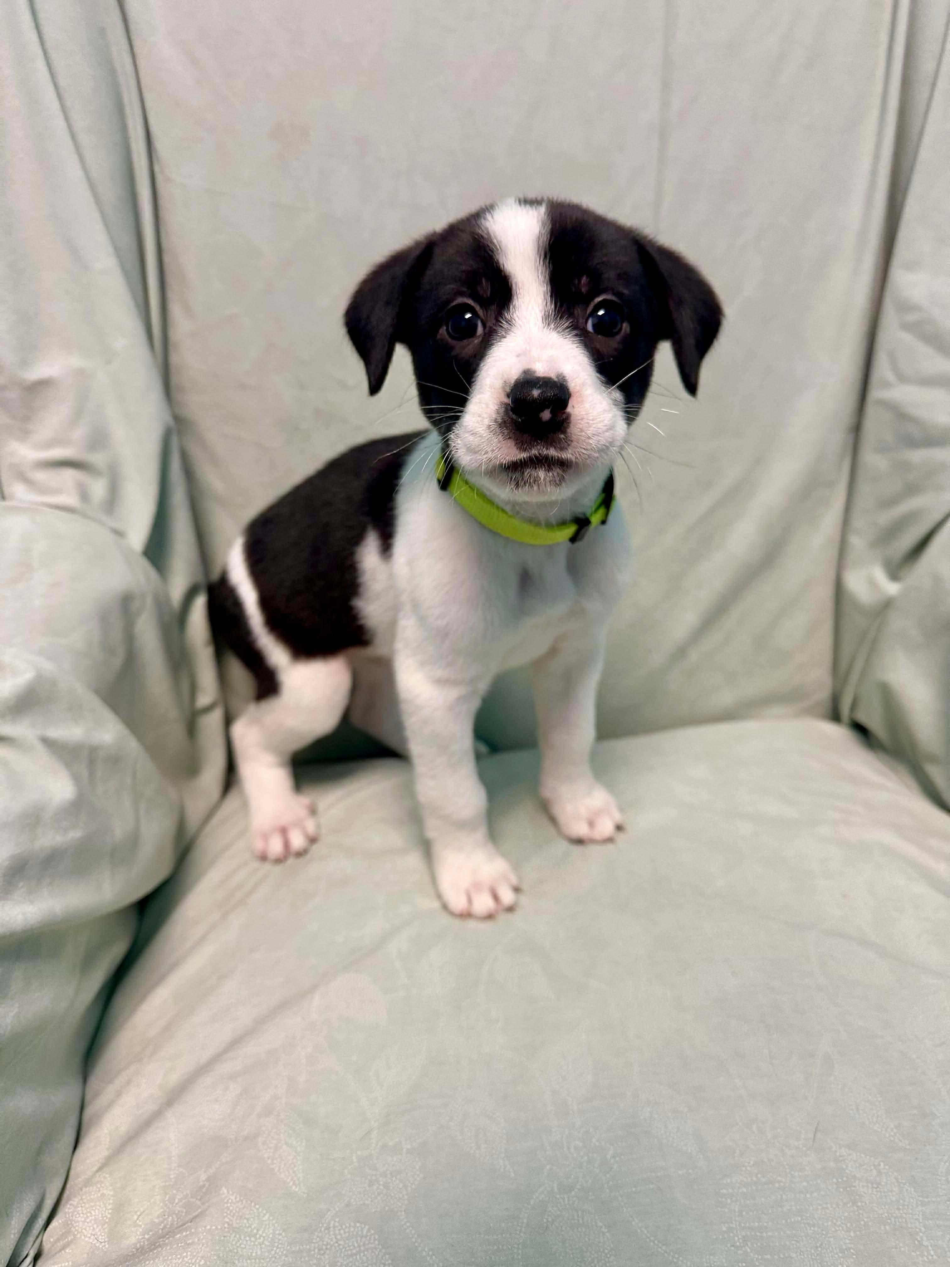 Enlarge Thelma , a Adoptable mixed breed in Walker, LA image 4/4