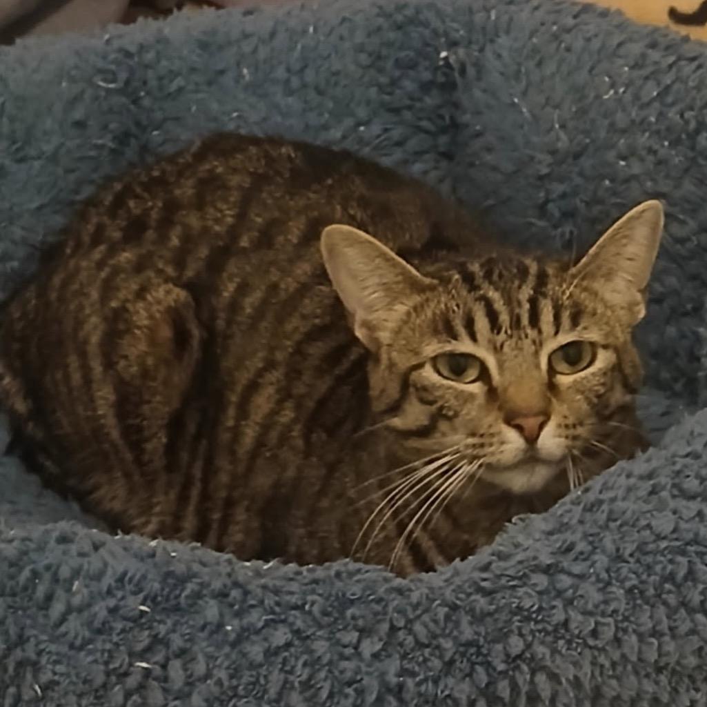 Princess Katie, Adoptable, Adult Female Domestic Short Hair.