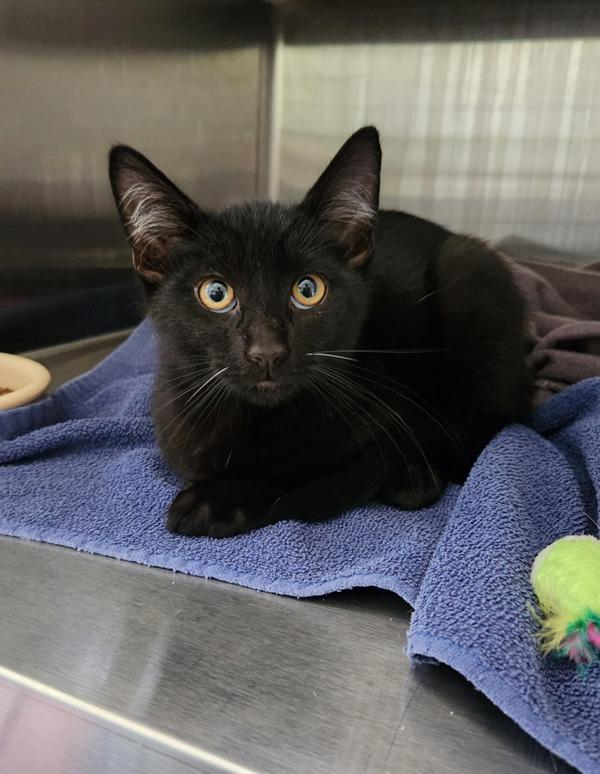 Pumas, Adoptable, Kitten Male Domestic Short Hair.