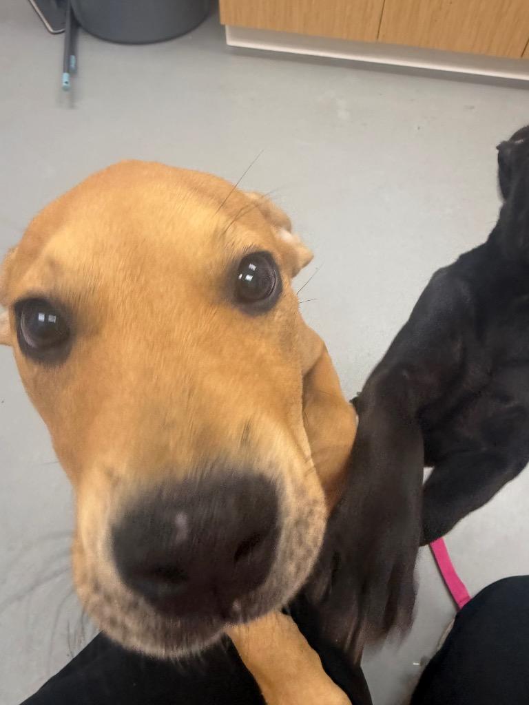 Hosanna (Hx2), Adoptable, Puppy Female Labrador Retriever.