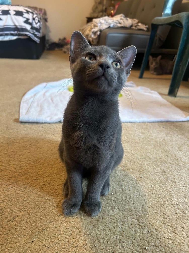 Enlarge Smokey bonded with Bandit, a Adoptable mixed breed in Bremen, OH image 2/3