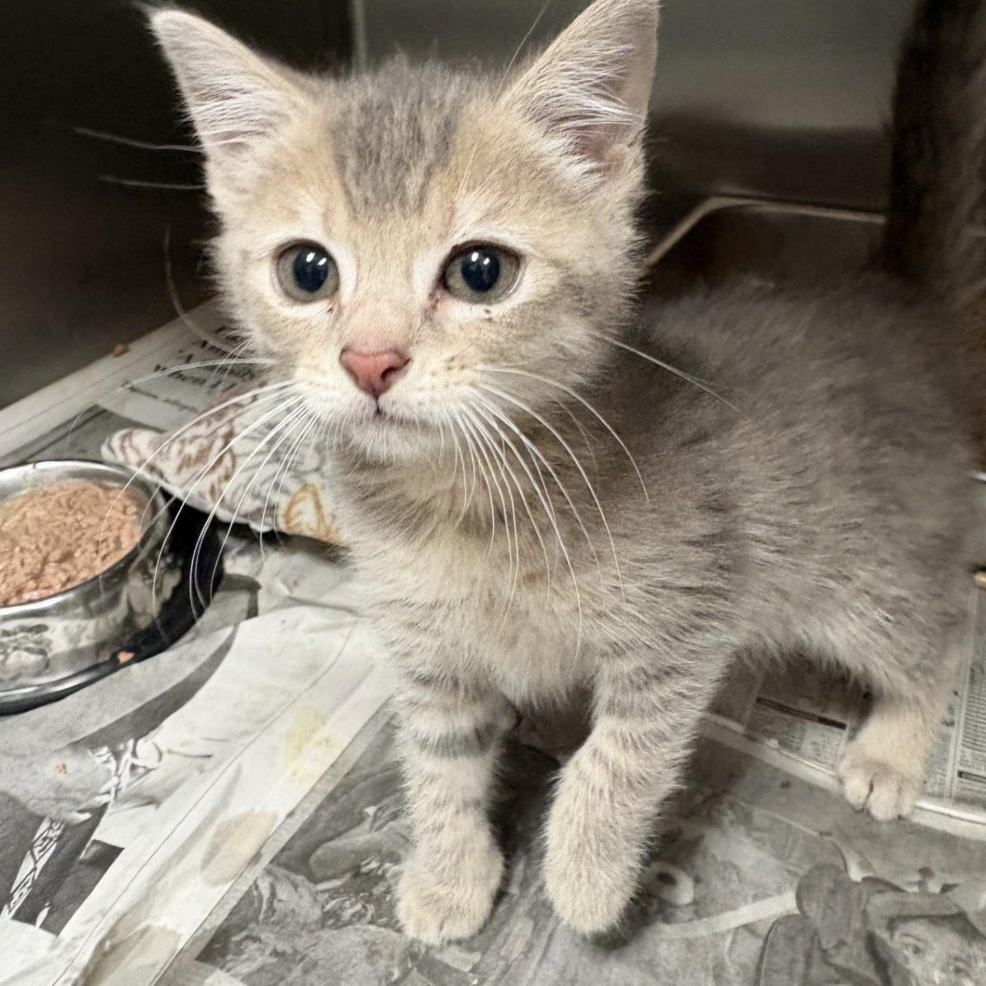 Ginny, ADOPTABLE, Kitten Female Domestic Short Hair.