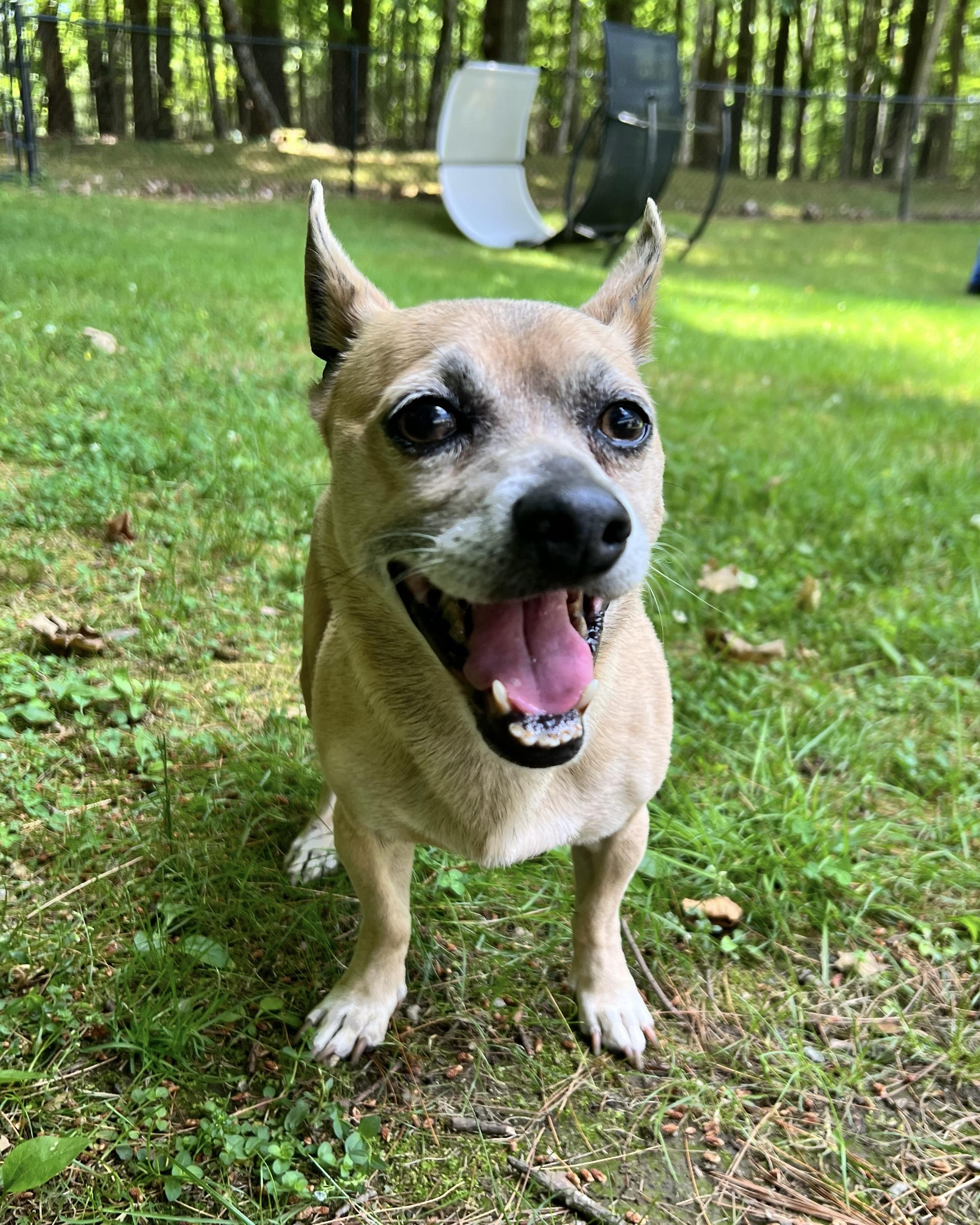 Enlarge Frisco, a ADOPTABLE mixed breed in Foster, RI image 5/5