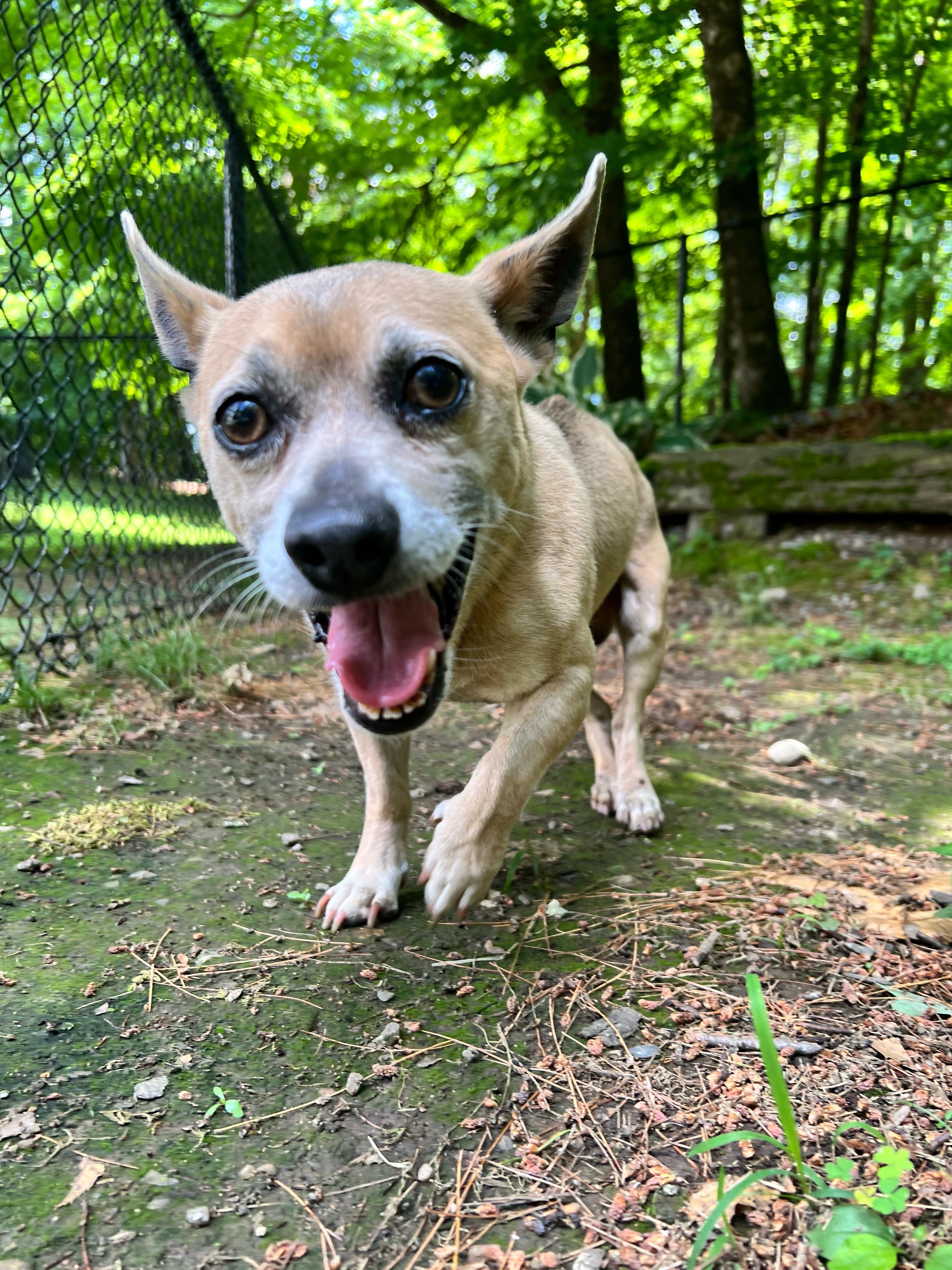 Frisco, ADOPTABLE, Senior Male Chihuahua.