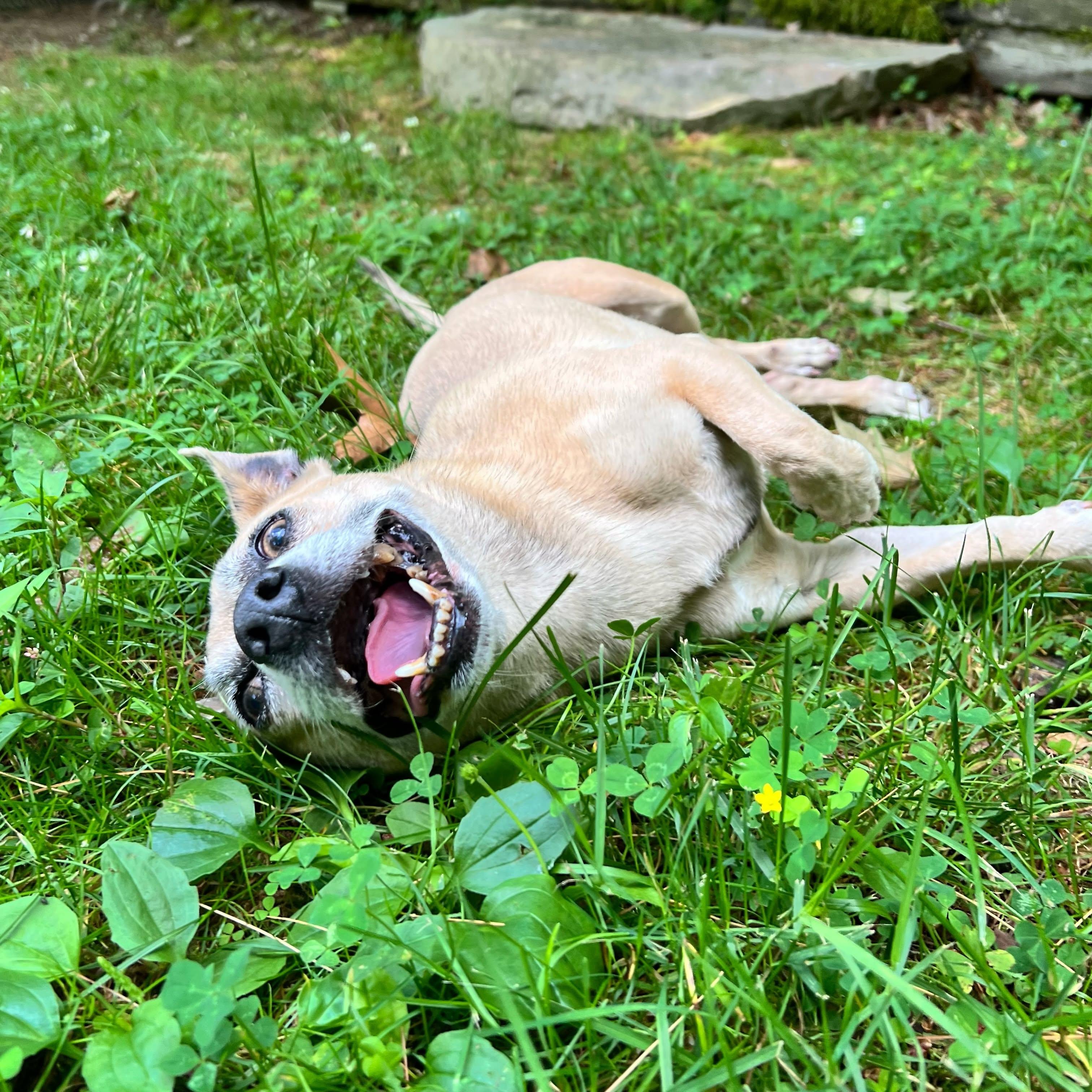 Enlarge Frisco, a ADOPTABLE mixed breed in Foster, RI image 3/5