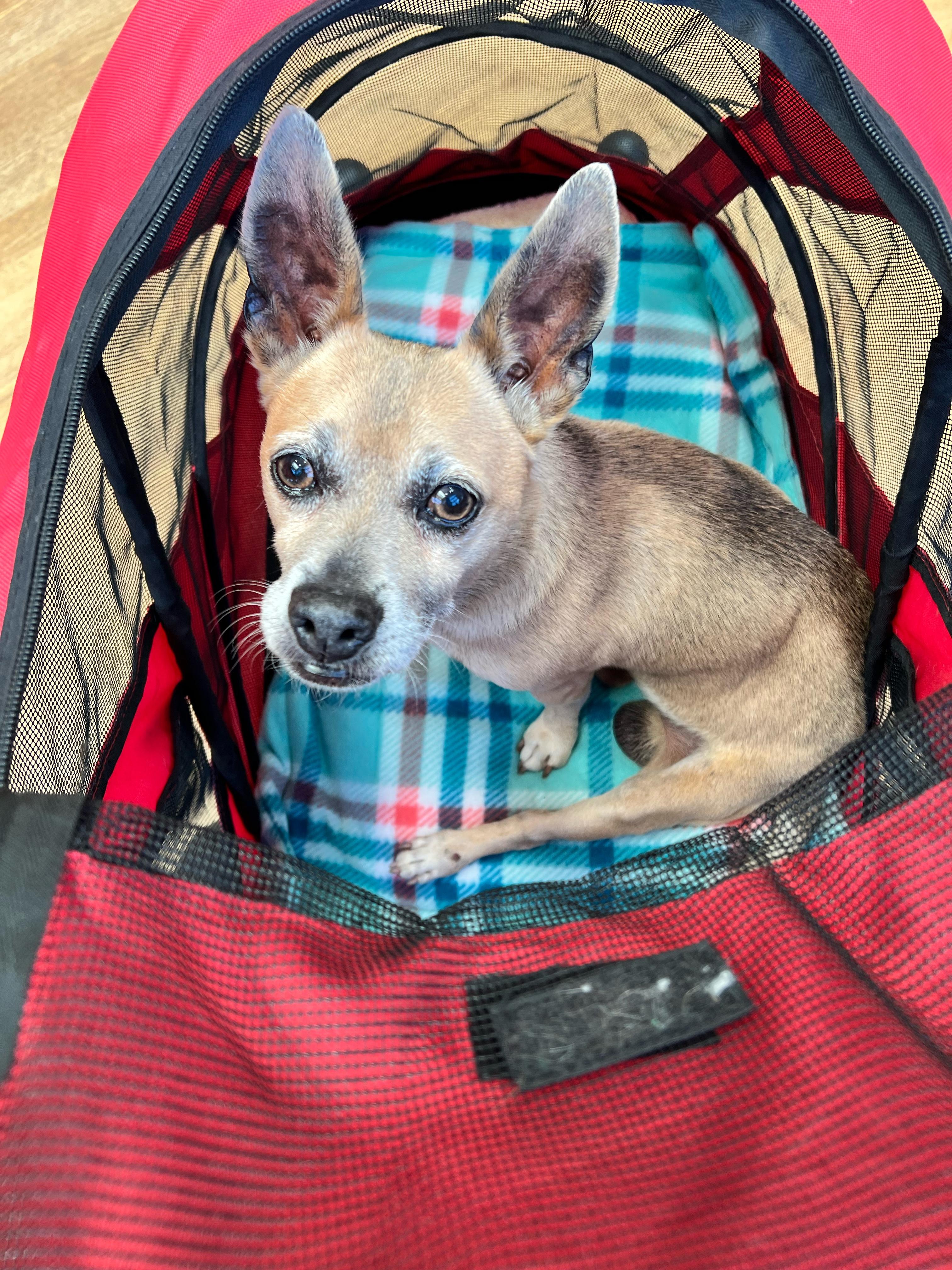 Enlarge Frisco, a ADOPTABLE mixed breed in Foster, RI image 4/5