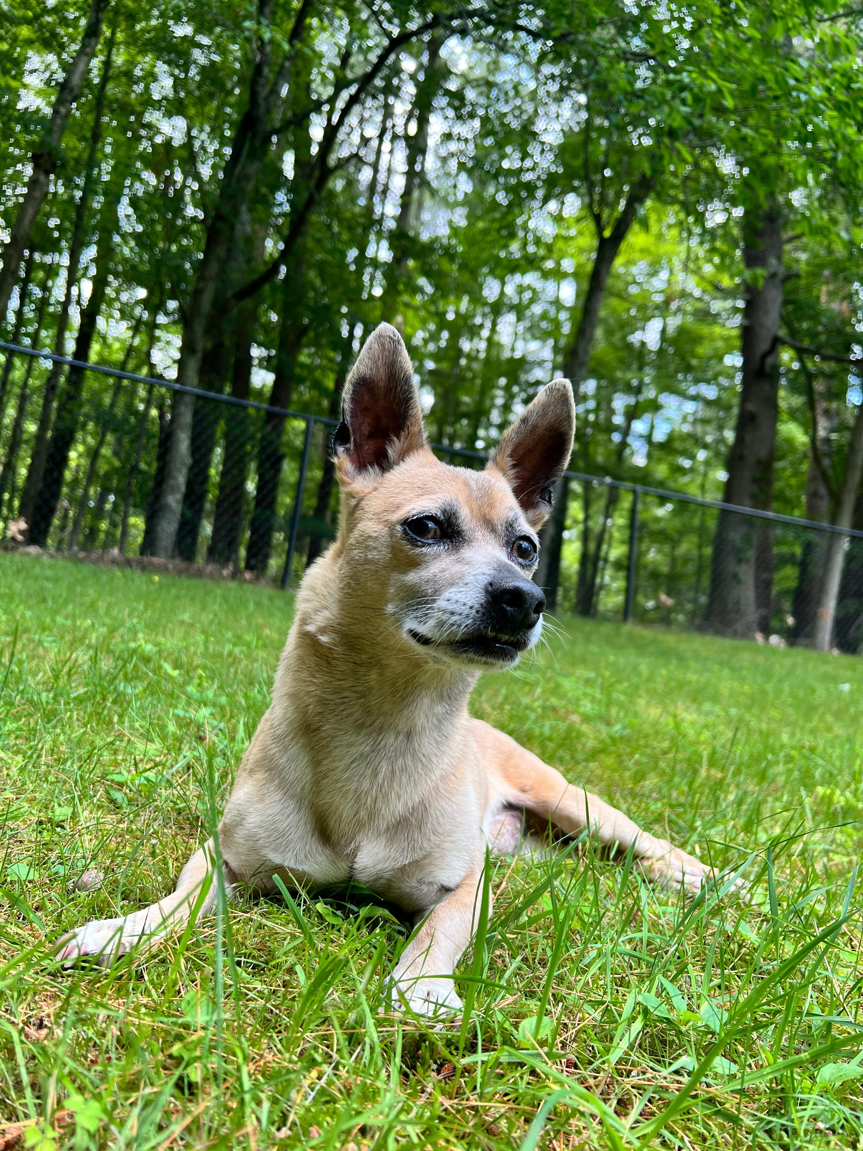 Enlarge Frisco, a ADOPTABLE mixed breed in Foster, RI image 2/5