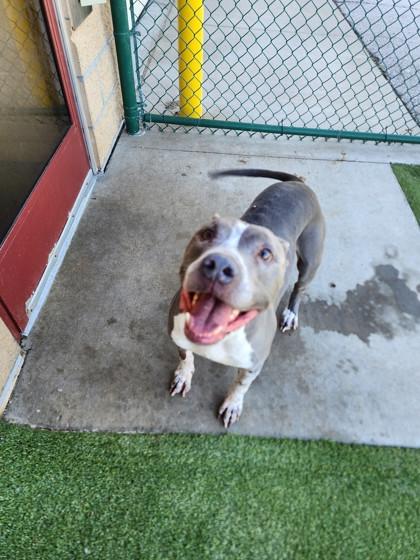 Waldo, Adoptable, Senior Male American Staffordshire Terrier & Mixed Breed.
