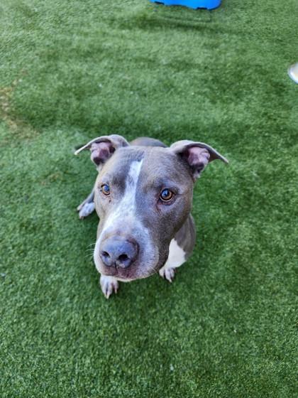 Enlarge Waldo, a Adoptable mixed breed in Independence, MO image 2/3