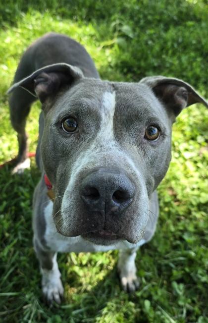 Waldo, a Adoptable mixed breed in Independence, MO image 2/3