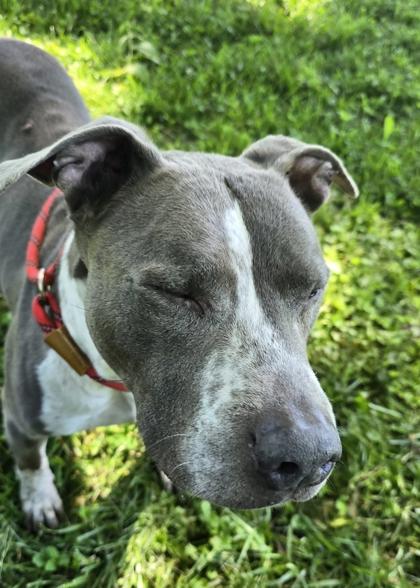 Waldo, a Adoptable mixed breed in Independence, MO image 3/3