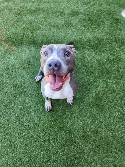Enlarge Waldo, a Adoptable mixed breed in Independence, MO image 3/3