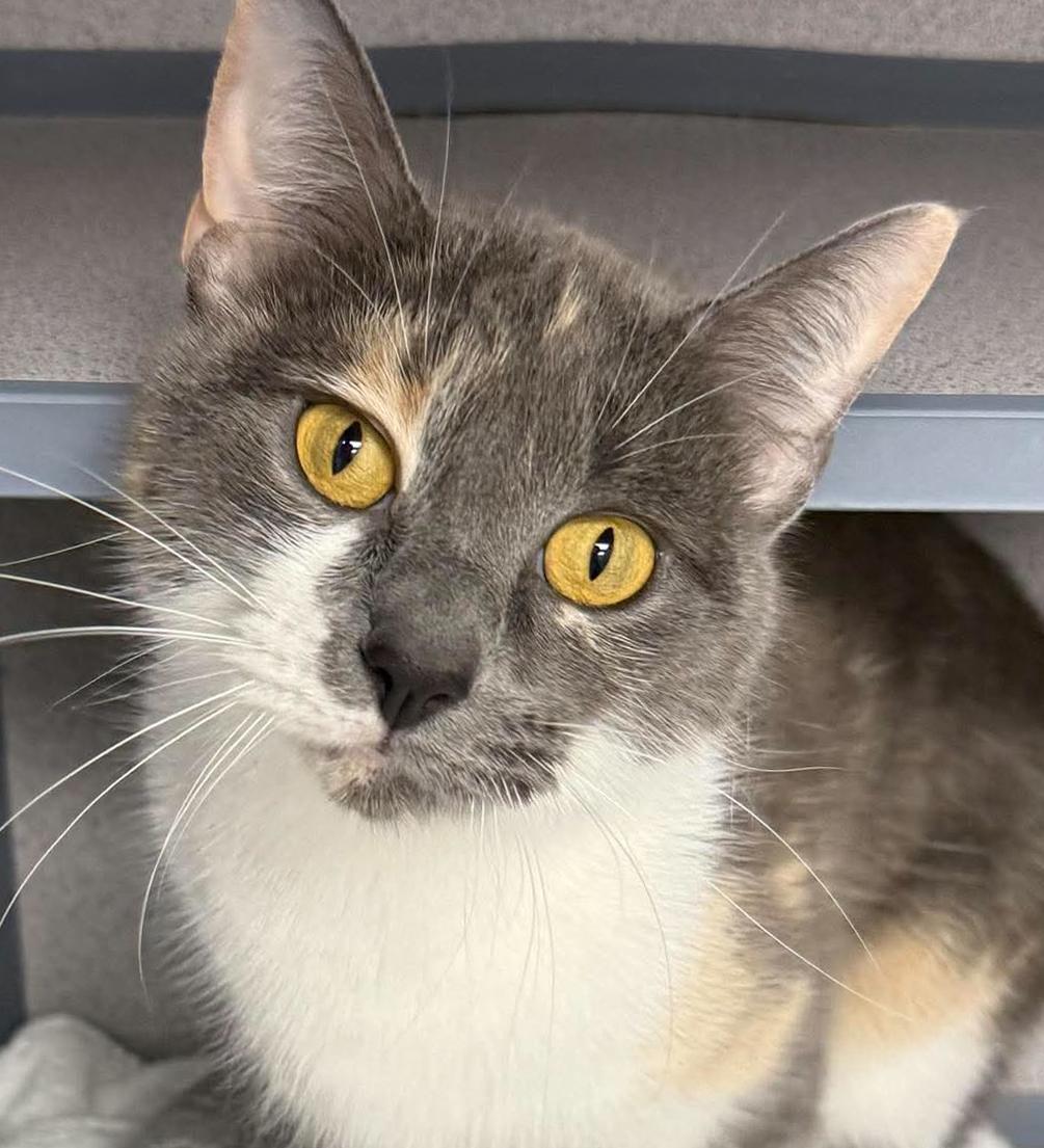 Enlarge Sally is so so soooo sweet and so soooo special - VIDEO of this therapy biscuit maker, a Adoptable mixed breed in Bedford Hills, NY image 3/6