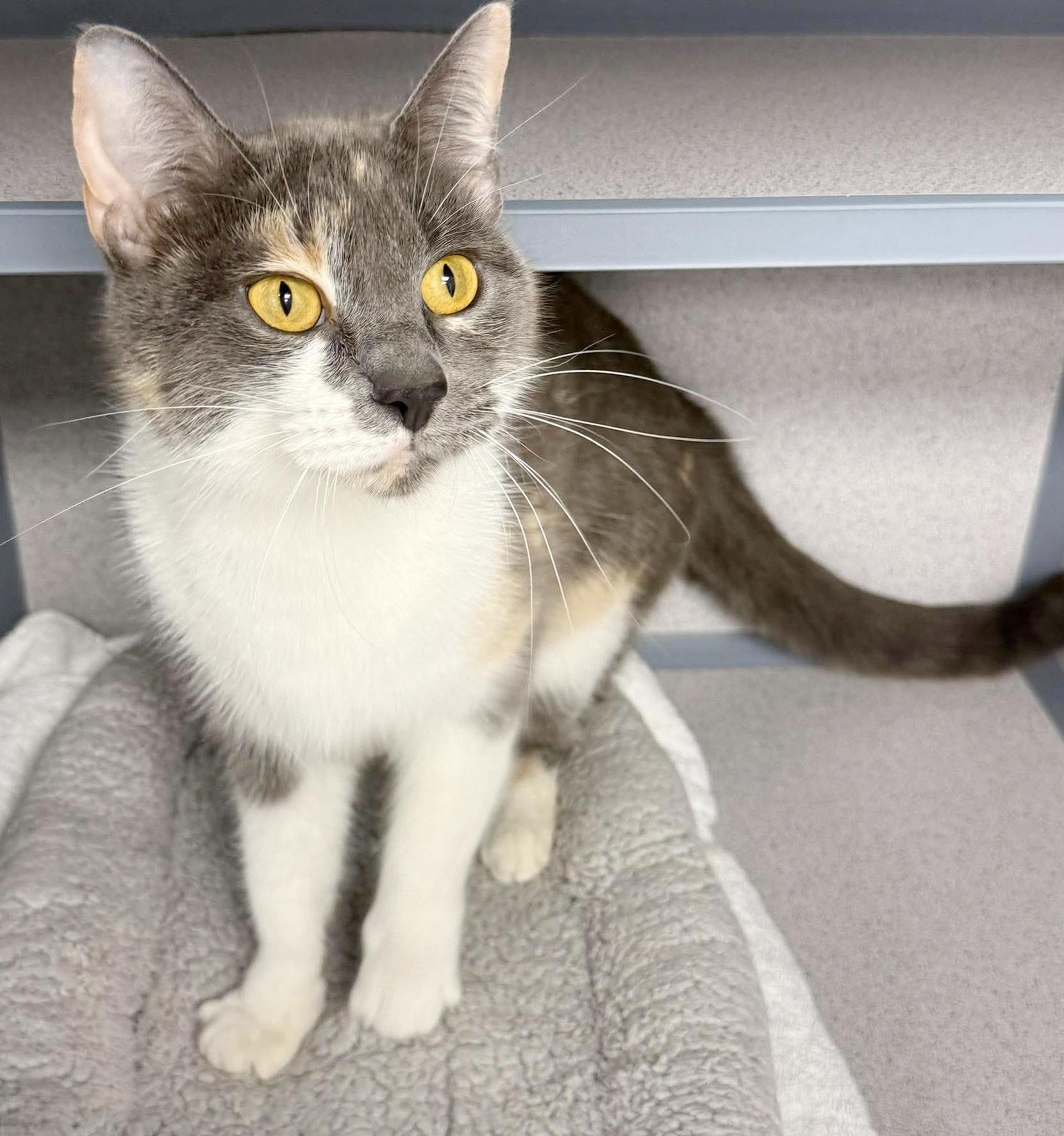 Enlarge Sally is so so soooo sweet and so soooo special - VIDEO of this therapy biscuit maker, a Adoptable mixed breed in Bedford Hills, NY image 6/6