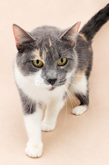 Enlarge Sally is so so soooo sweet and so soooo special - VIDEO of this therapy biscuit maker, a Adoptable mixed breed in Bedford Hills, NY image 4/6
