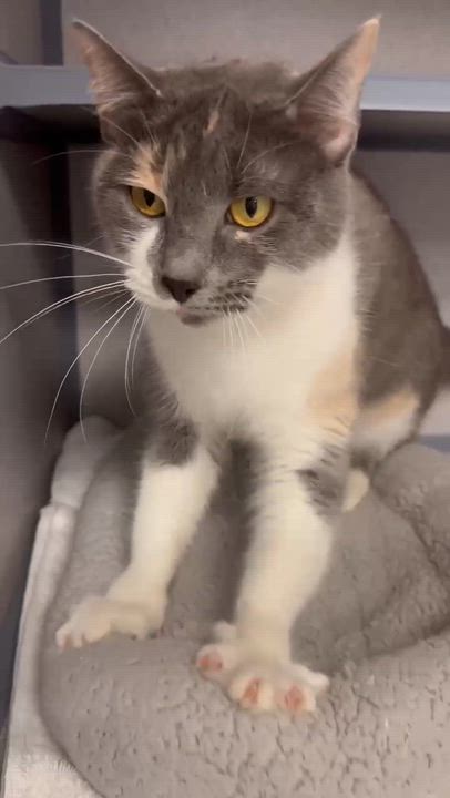 Enlarge Sally is so so soooo sweet and so soooo special - VIDEO of this therapy biscuit maker, a Adoptable mixed breed in Bedford Hills, NY video 2/6