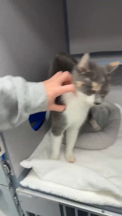 Enlarge Sally is so so soooo sweet and so soooo special - VIDEO of this therapy biscuit maker, a Adoptable mixed breed in Bedford Hills, NY video 5/6