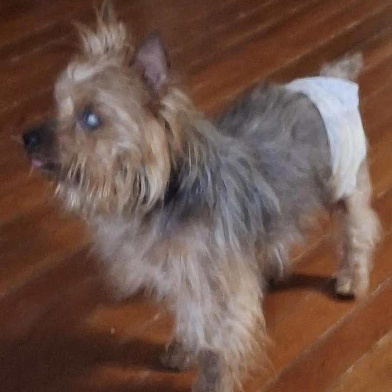 Enlarge Waylon, a ADOPTABLE Yorkshire Terrier in Water Valley, MS image 3/4