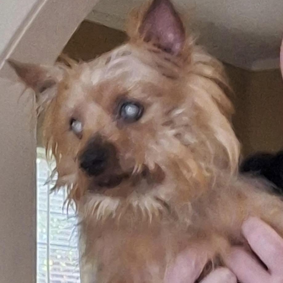 Enlarge Waylon, a ADOPTABLE Yorkshire Terrier in Water Valley, MS image 2/4