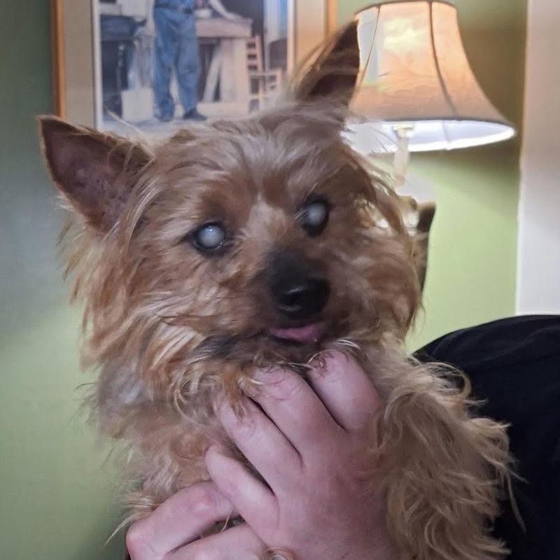 Waylon, ADOPTABLE, Senior Male Yorkshire Terrier.