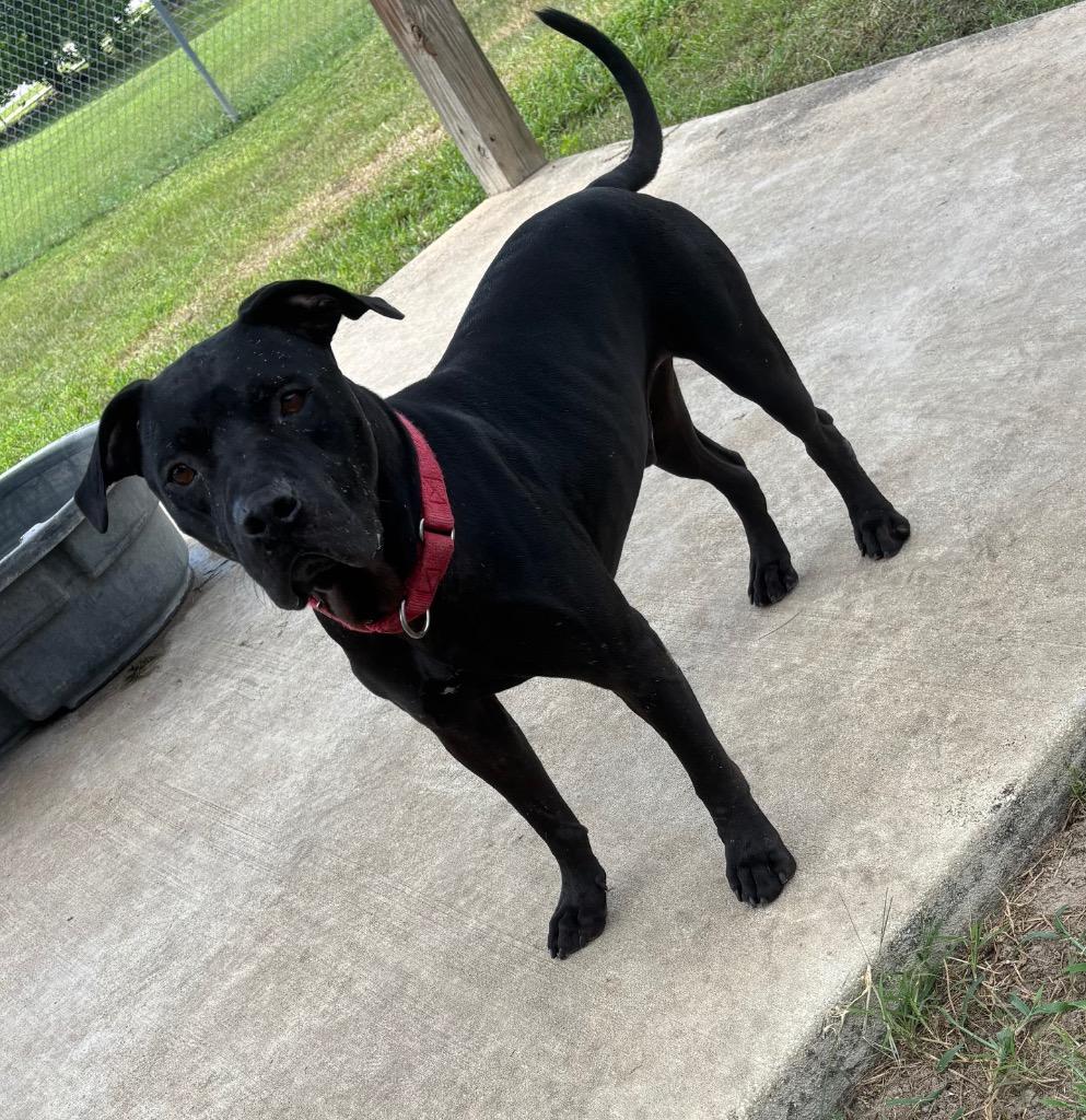 Enlarge Wile E. Coyote, a Adoptable Mixed Breed in Ocala, FL image 1/6