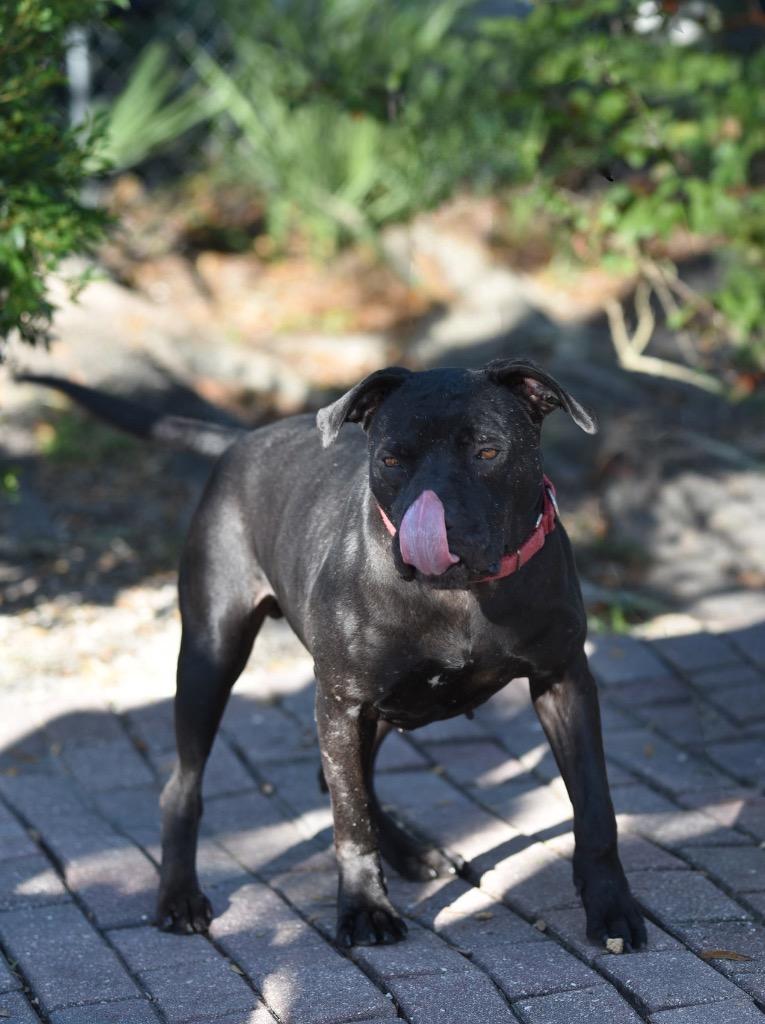 Wile E. Coyote, Adoptable, Adult Male Mixed Breed.