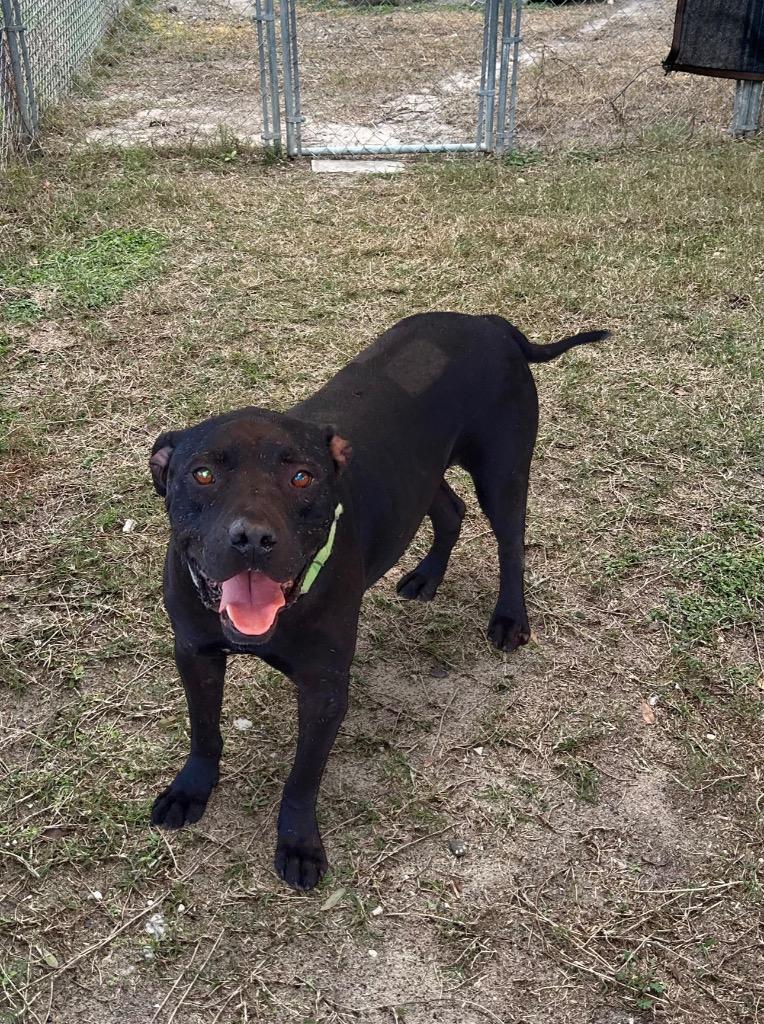 Enlarge Wile E. Coyote, a Adoptable Mixed Breed in Ocala, FL image 3/6