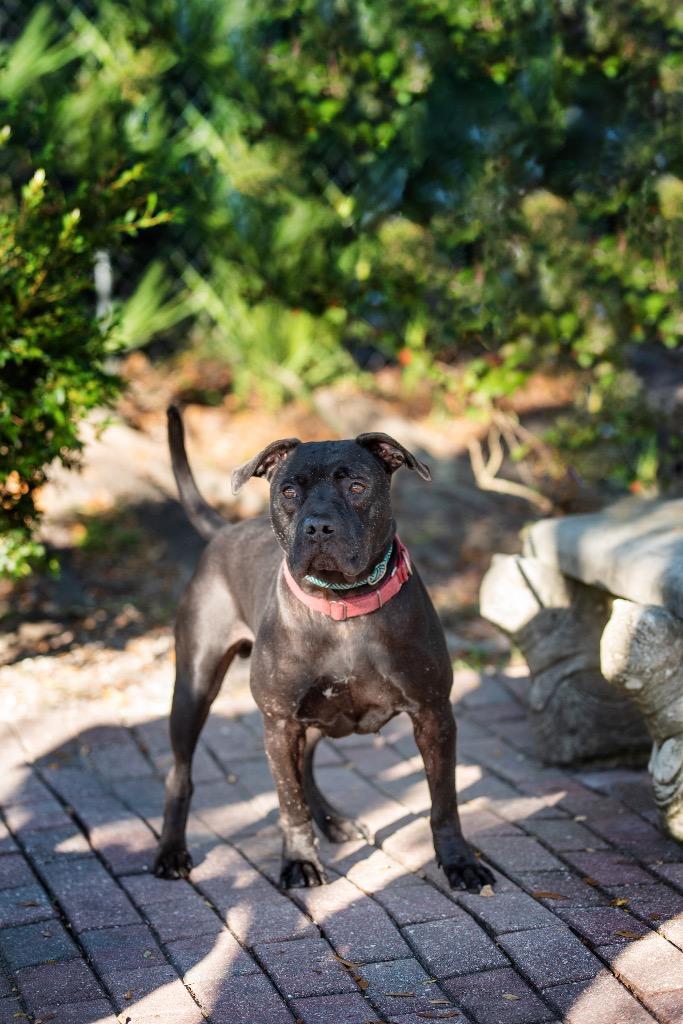 Enlarge Wile E. Coyote, a Adoptable Mixed Breed in Ocala, FL image 4/6