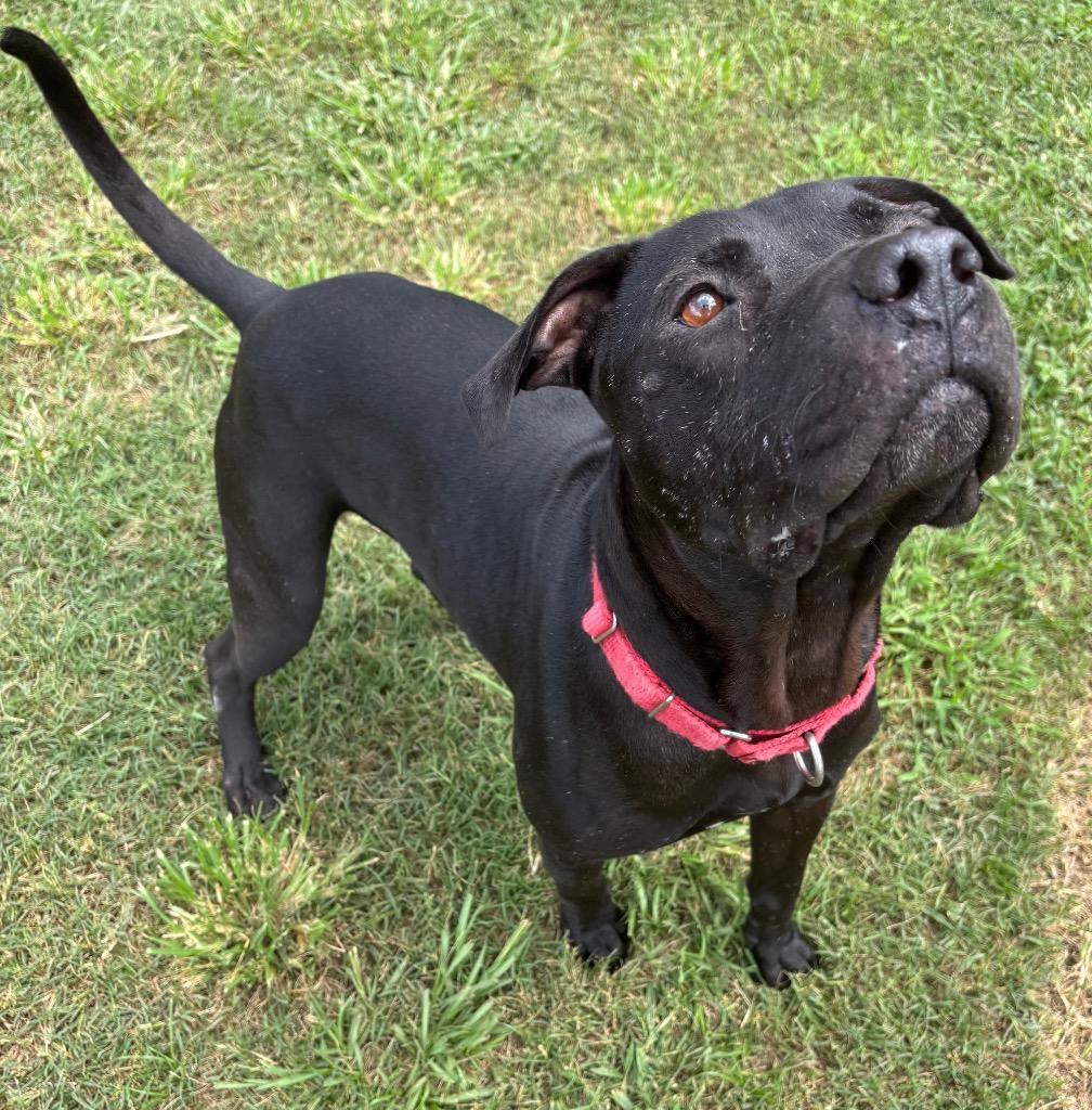 Enlarge Wile E. Coyote, a Adoptable Mixed Breed in Ocala, FL image 3/6