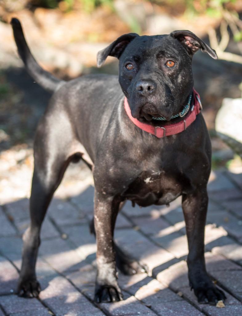 Enlarge Wile E. Coyote, a Adoptable Mixed Breed in Ocala, FL image 4/6