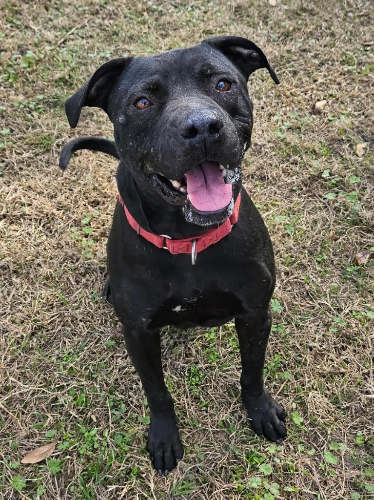 Enlarge Wile E. Coyote, a Adoptable Mixed Breed in Ocala, FL image 5/6