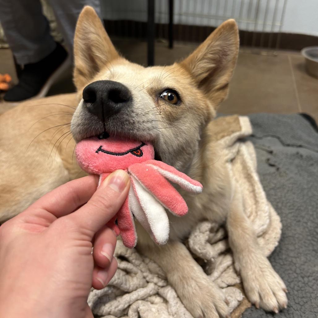 Charlie- In Foster!, Adoptable, Adult Male Mixed Breed.