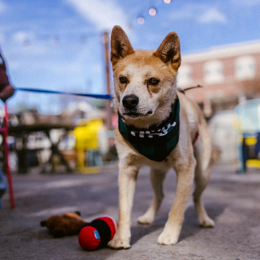 Enlarge Charlie, a Adoptable Mixed Breed in Flagstaff, AZ image 1/6
