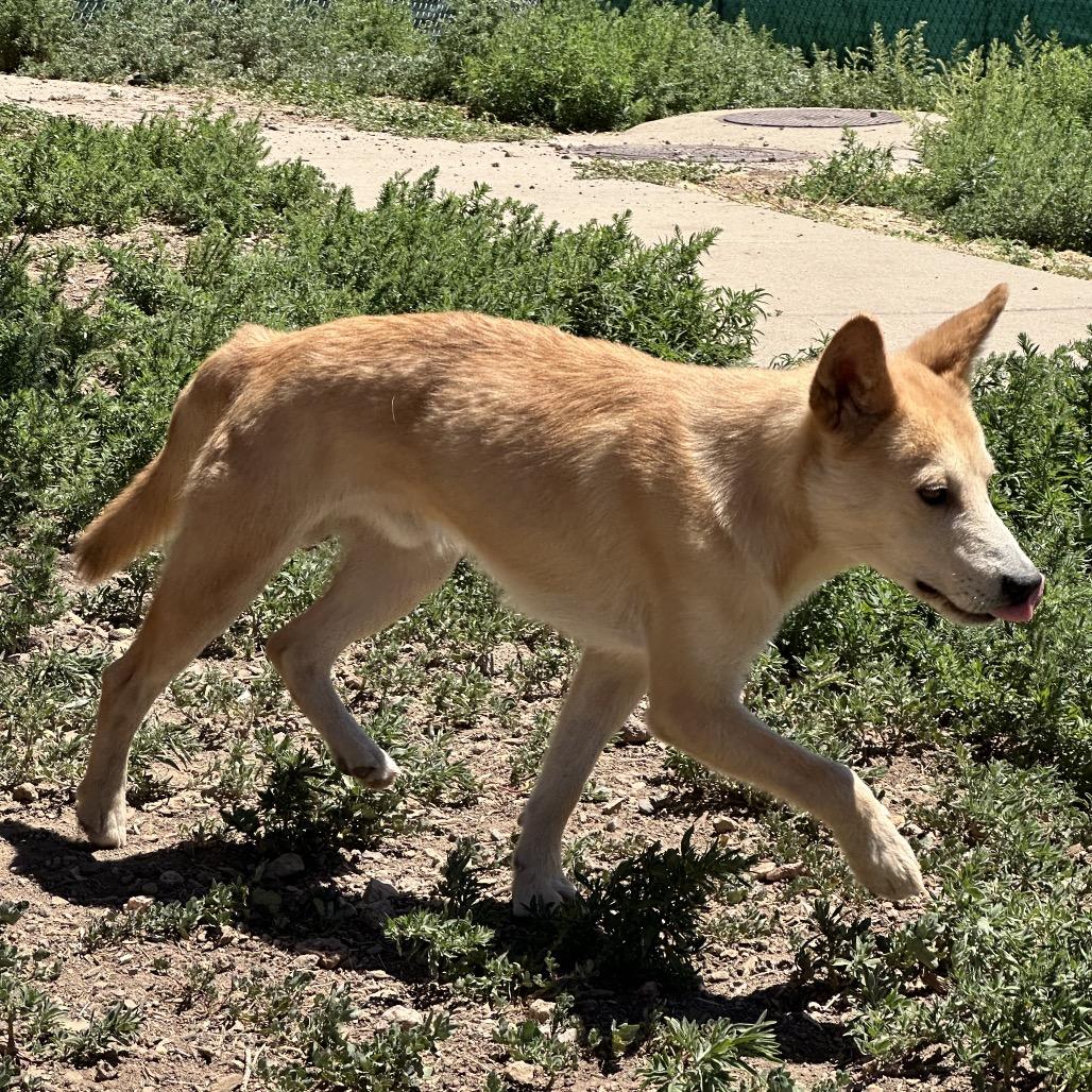 Charlie, a Adoptable Mixed Breed in Flagstaff, AZ image 1/6