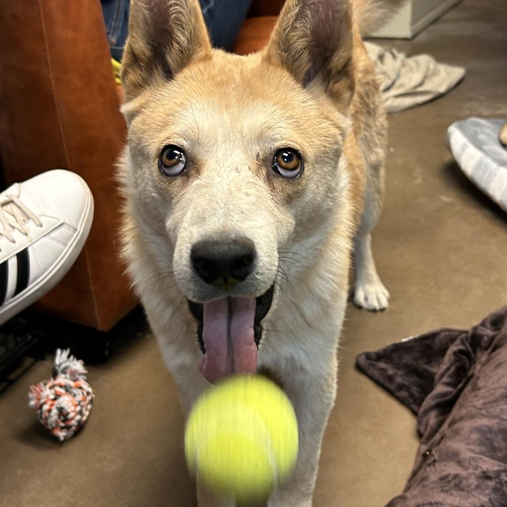 Enlarge Charlie- In Foster!, a Adoptable Mixed Breed in Flagstaff, AZ image 3/6