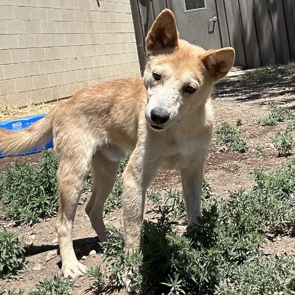 Charlie, a Adoptable Mixed Breed in Flagstaff, AZ image 3/6