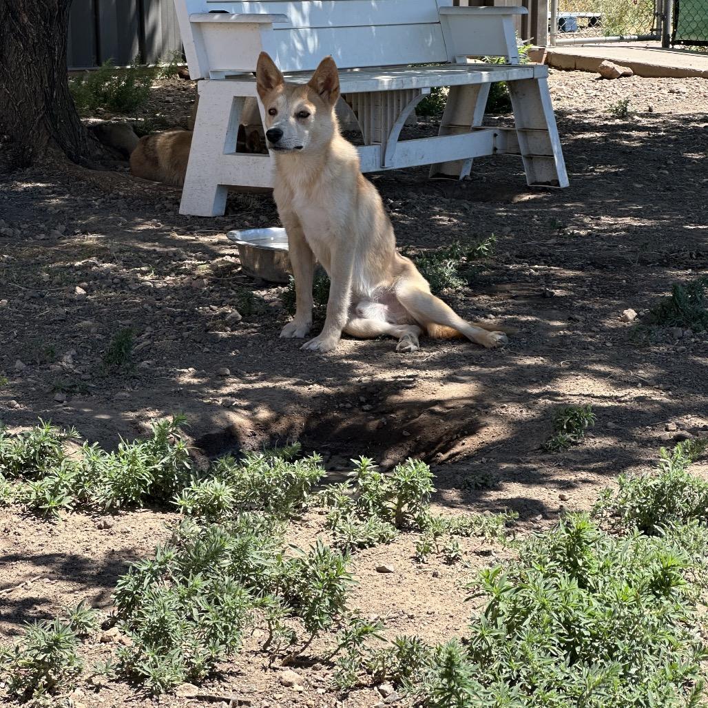 Charlie, a Adoptable Mixed Breed in Flagstaff, AZ image 4/6