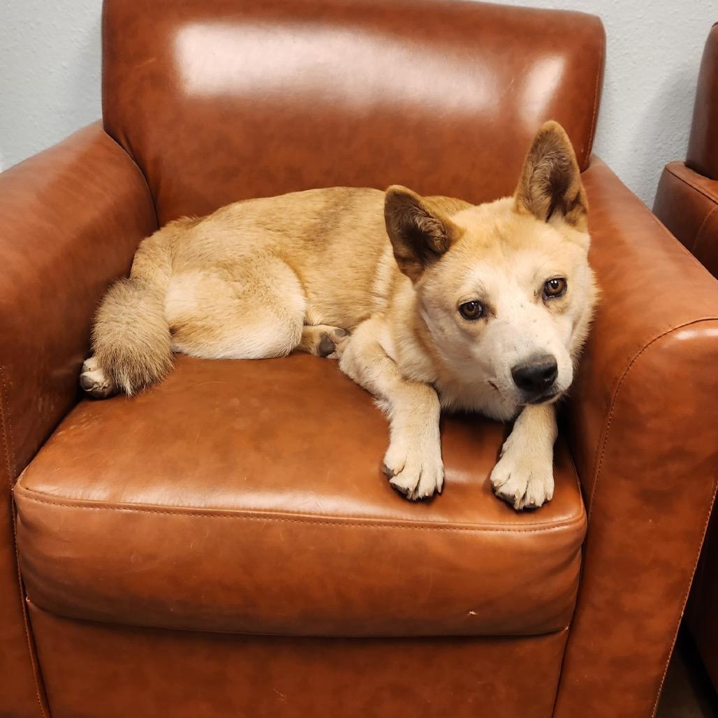 Enlarge Charlie- In Foster!, a Adoptable Mixed Breed in Flagstaff, AZ image 4/6
