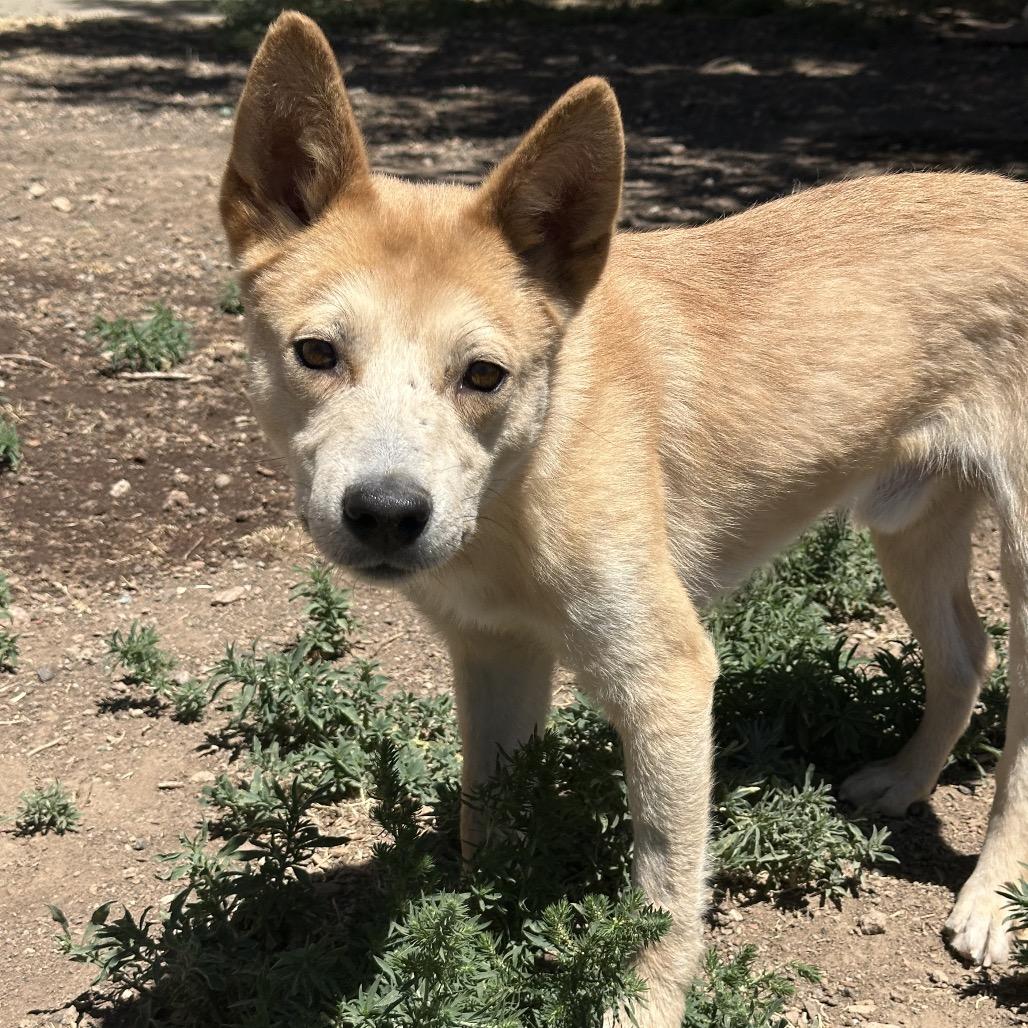 Charlie, a Adoptable Mixed Breed in Flagstaff, AZ image 5/6